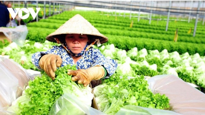 Vietnam focuses on official agricultural exports to key markets
