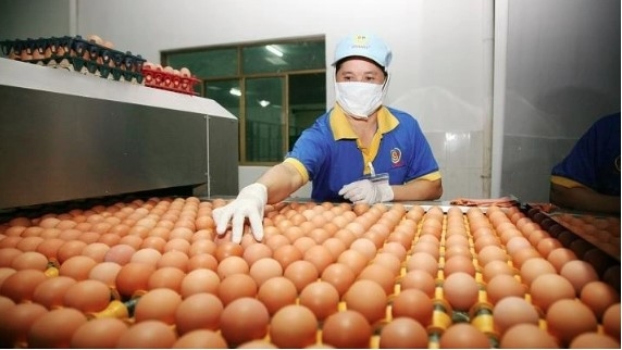 Singapore officially permits the import of selected poultry meat and egg products from Vietnam.