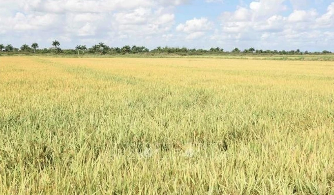 A rice field in Cuba's Pinar del Rio province. Rice production is a bright spot in Vietnam-Cuba agricultural cooperation.