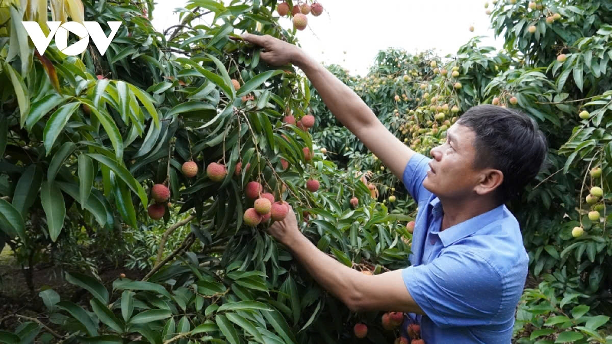 Lychee growing localities are anticipating a bumper harvest this year, with the output expected to increase by 30% compared to the previous year