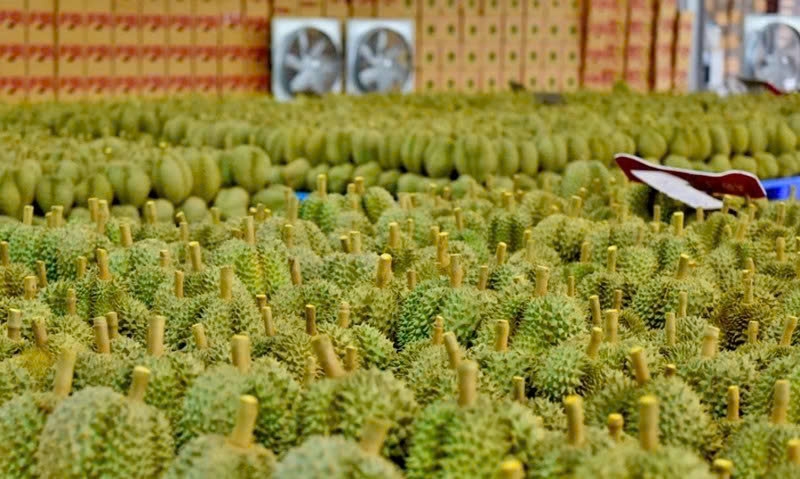 The Prime Minister urges expedited customs clearance for Vietnam's agricultural exports, especially durian at border areas. (Illustration)