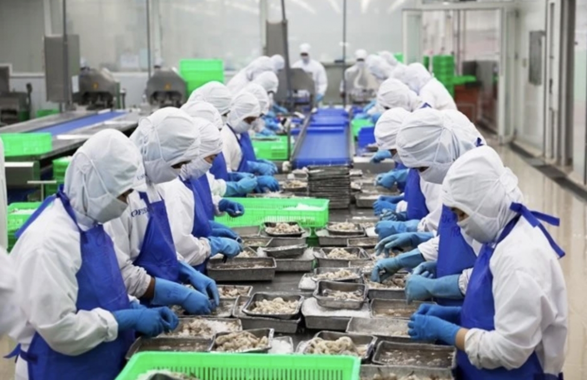 Shrimps are processed for exports (Photo: VNA)