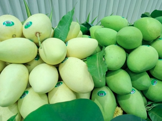 Mango exports maintain steady growth in key markets