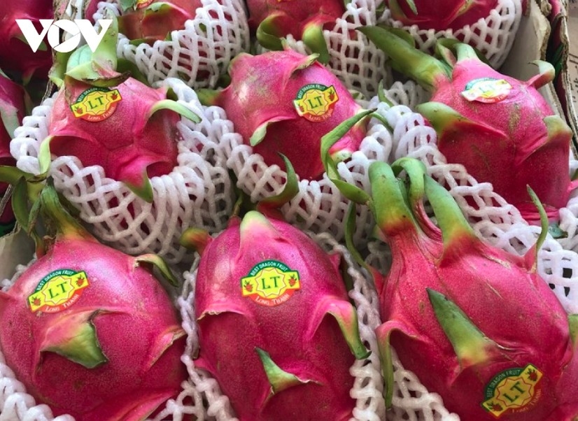 Dragon fruit is one of Vietnamese major fruits favoured in the UK market