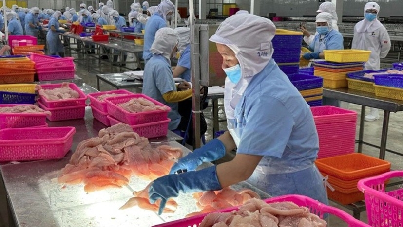 Processing pangasius for export in Southern Vietnam 