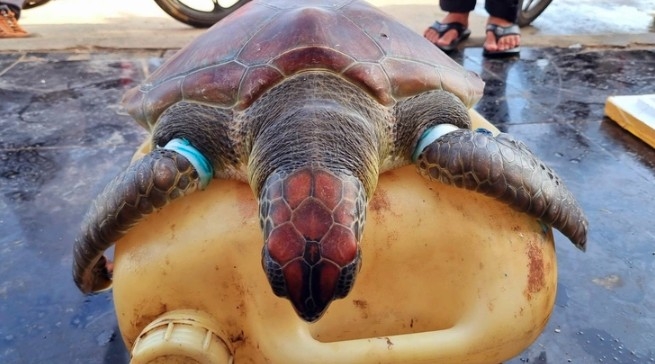 The rare green sea turtle is rescured from ghost net. (Photo: tuoitre.vn)