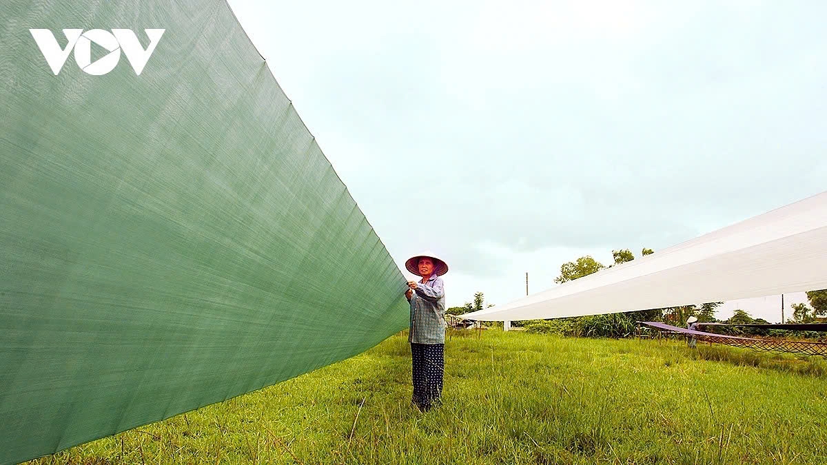The village currently has 150 - 250 households involved in silk weaving, with around 200 - 400 looms, some workshops operating 4–5 machines simultaneously.
