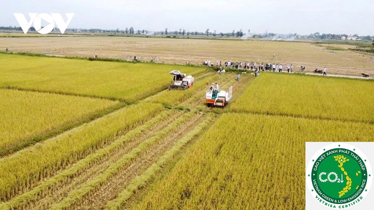 Farmers look forward to breakthrough with the One Million Hectare High-Quality Low-Emission Rice project