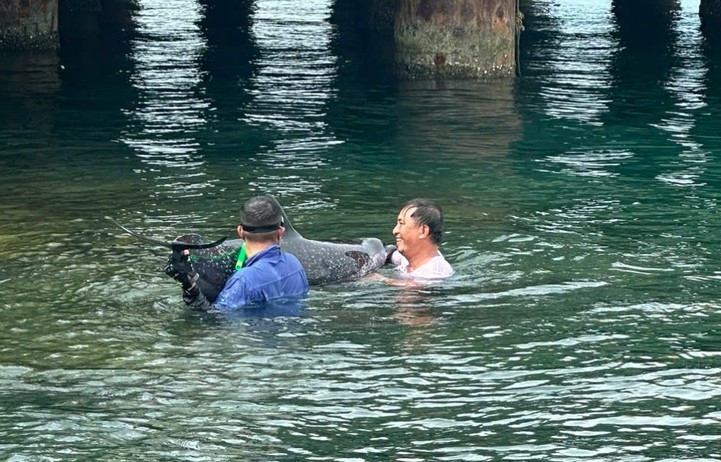 The dolphin is safely released back into its natural ocean habitat (Photo: tuoitre.vn)