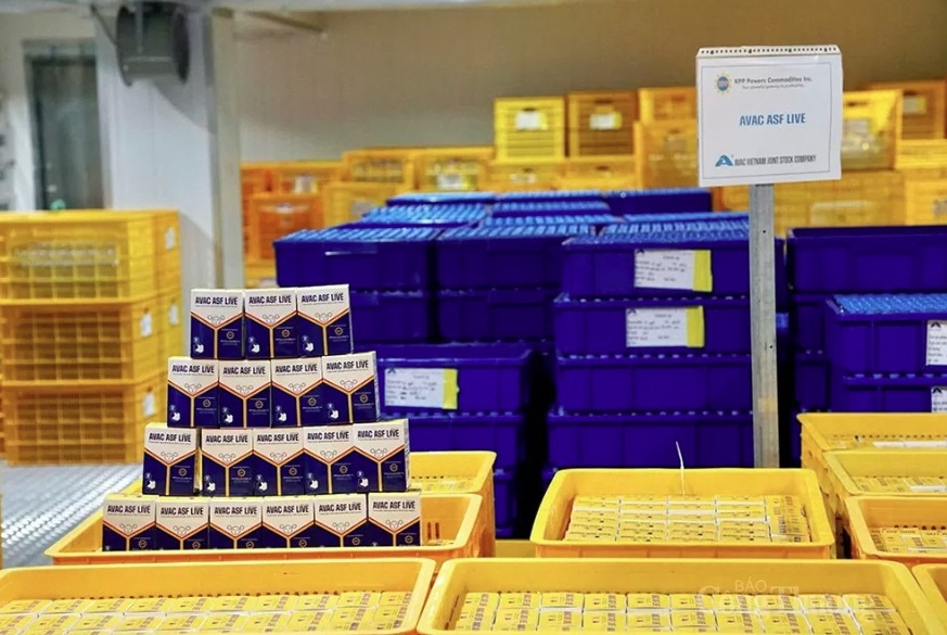 Indonesia becomes the third country, alongside Vietnam and the Philippines, to officially allow the use of the AVAC ASF LIVE vaccine (Photo: congthuong.vn)