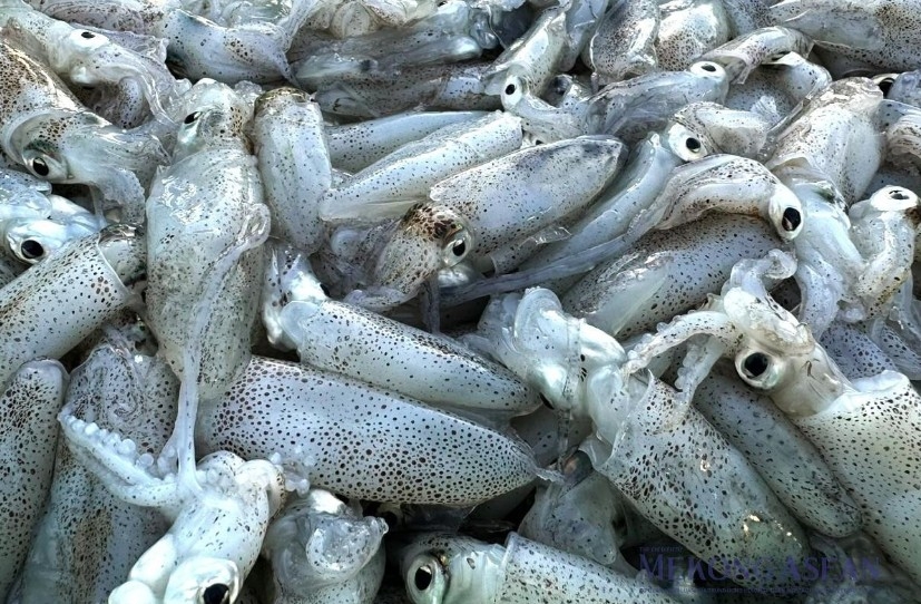 Vietnam’s squid and octopus exports surge in the first four months of the year (Photo: Mekong ASEAN)