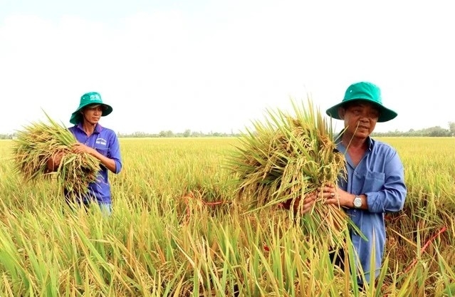 Rice production models in Can Tho city that help minimise greenhouse gas emissions have significant potential for further development and expansion in the near future.