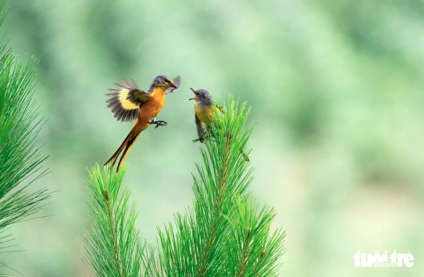 A winning photo titled "Minivet" captured by Vietnamese photographer Ha Vu Linh from Da Nang