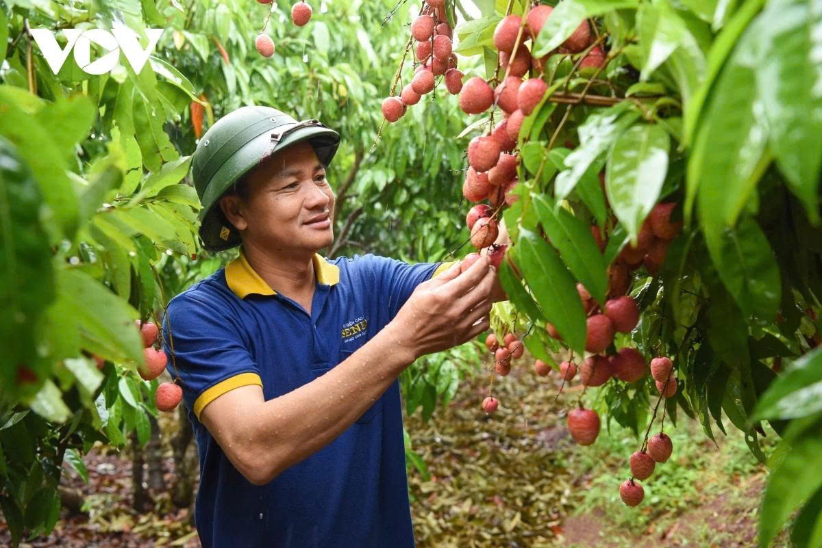 Harvesting lychees in Bac Giang province - the largest lychee producer in Vietnam