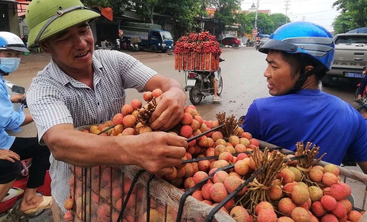 Transporting lychees for consumption from Luc Ngan district, Bac Giang province - the country's leading lychee grower. (Photo: VOV)