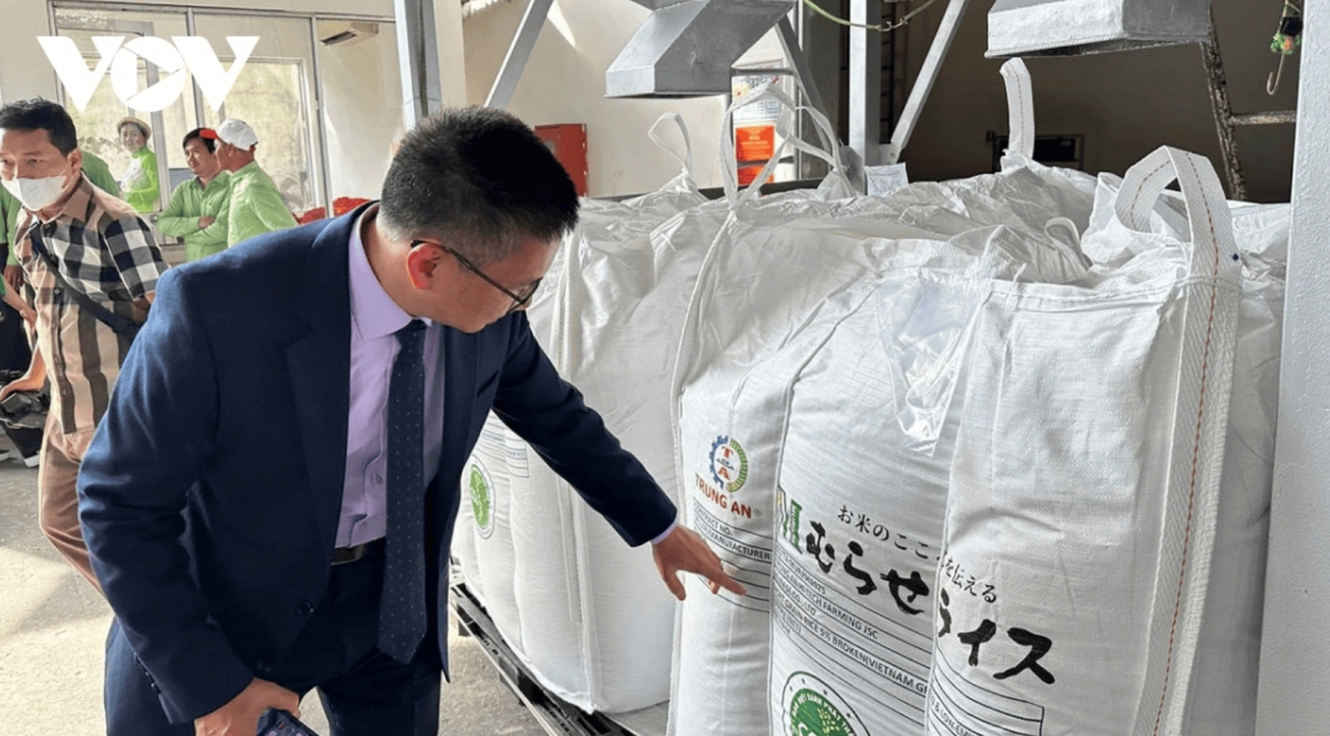 The export of the first batch of low-emission rice to Japan signals Vietnam’s growing ability to compete in global markets by meeting international standards for sustainable agriculture