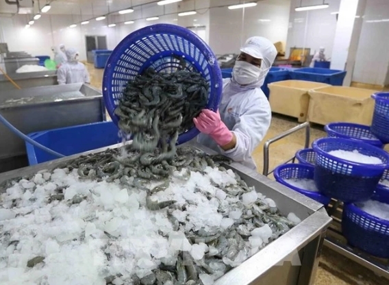 A shrimp processing factory in Ca Mau province