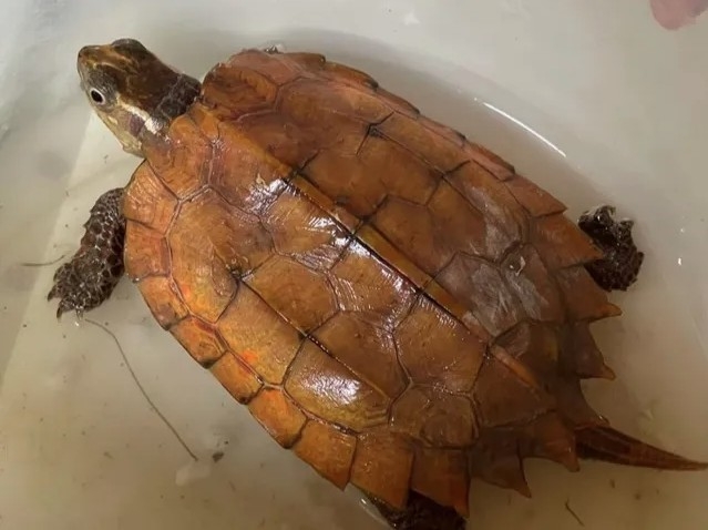 The rare golden turtle handed over to local authorities (Photo: tienphong.vn)