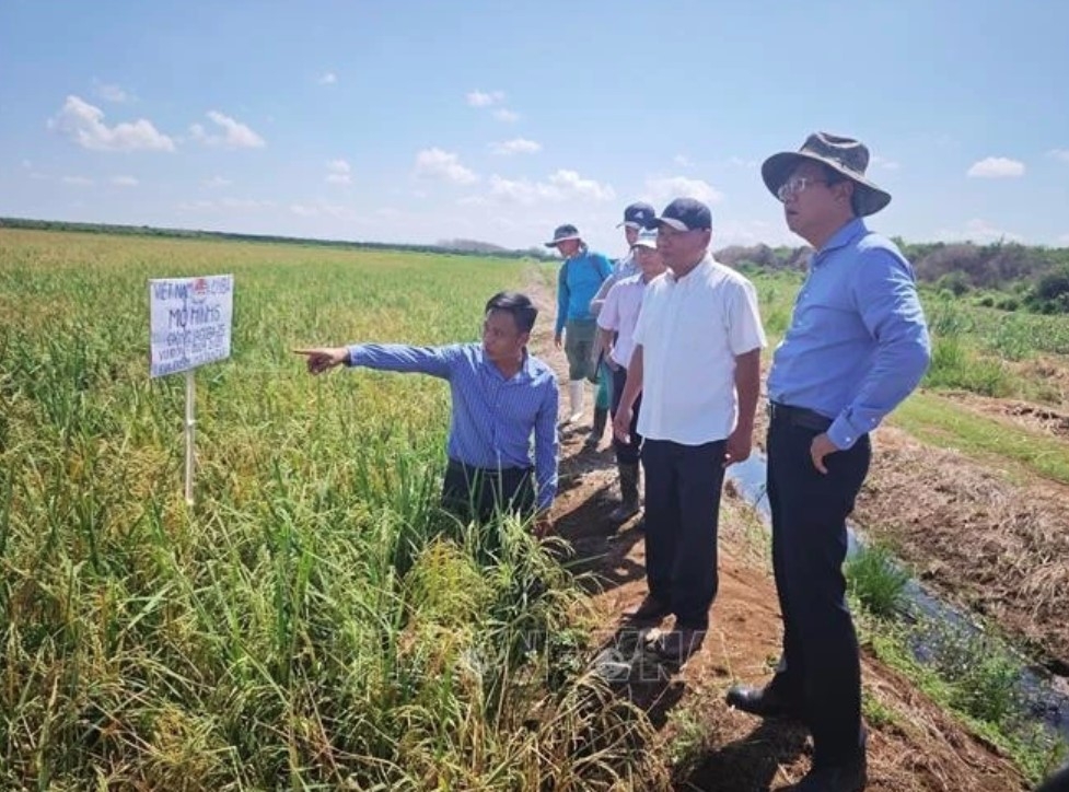 Vietnamese Ambassador to Cuba Le Quang Long visits the Vietnam - Cuba Cooperation Project for Rice Production Development in Calimete district during his recent working visit to Matanzas province