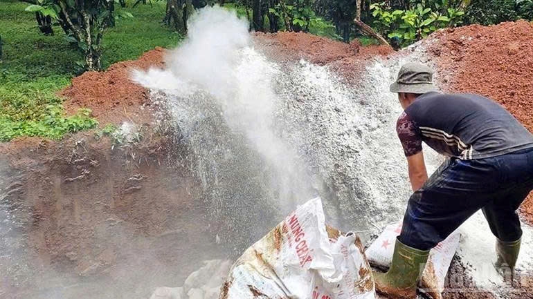 Veterinarians cull pigs infected with African swine fever in Lam Dong. (Photo: nhandan.vn)