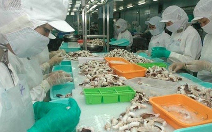 Vietnam’s squid and octopus exports expected to top US$700 million in 2025 (Photo: VASEP)