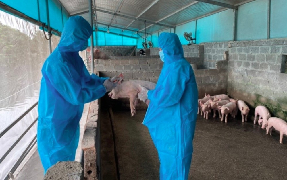 Since the beginning of the year, more than 514 ASF outbreaks have been recorded in 28 out of 34 provinces and cities. (Illustrative photo)