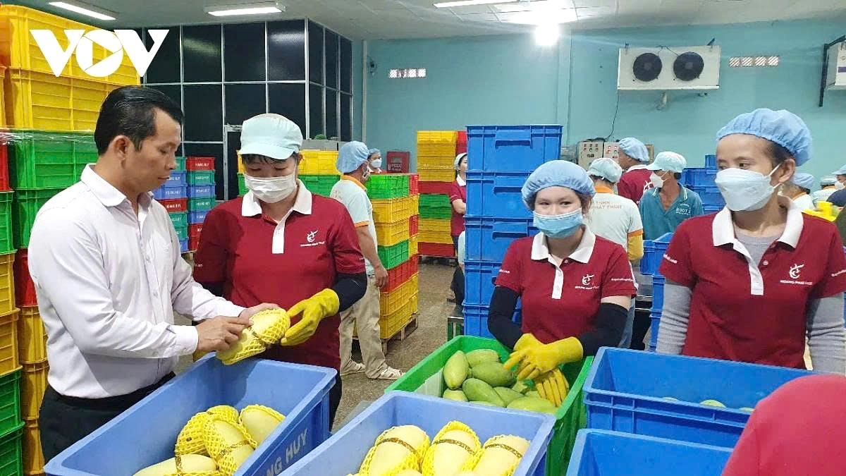Sorting out mangos for export to the United States