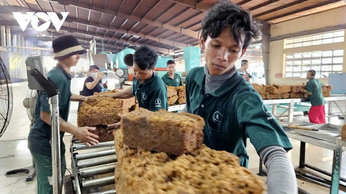 Vietnamese firms develop rubber latex processing factories in Cambodia, helping to generate stable jobs and steady income for local people