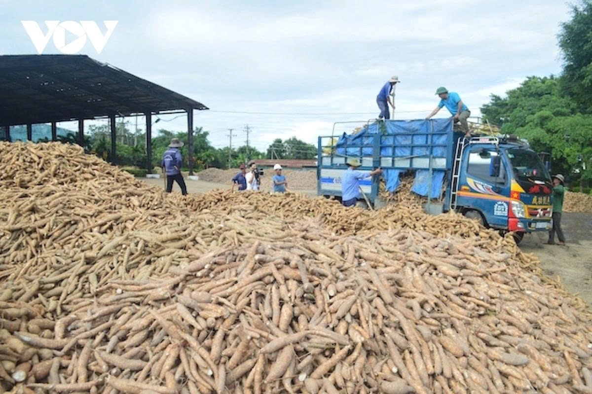 A post-harvest cassava collection point in Vietnam