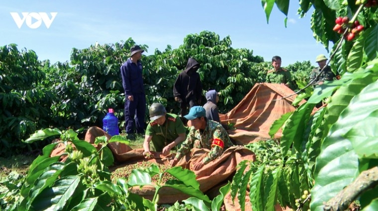 Vietnam’s coffee exports skyrocket 67.5% to US$5.45 billion in the first half of the year