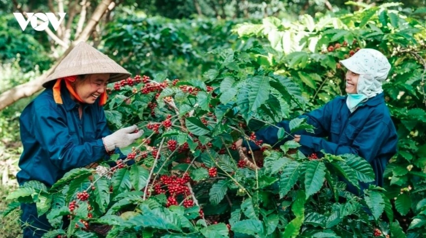 Coffee is one of Vietnam’s key agricultural  export products in July