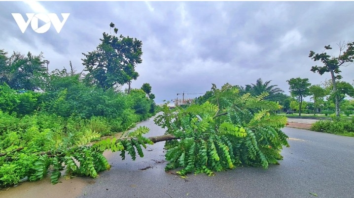 Fallen trees at Ngoc Thuy Park in Hanoi
