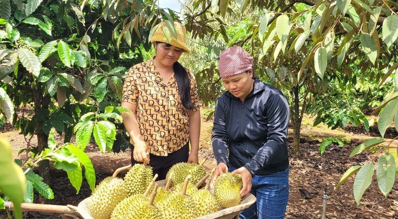 Farmers harvest VietGAP-standard durians in Gia Lai province. (Photo: VNA)