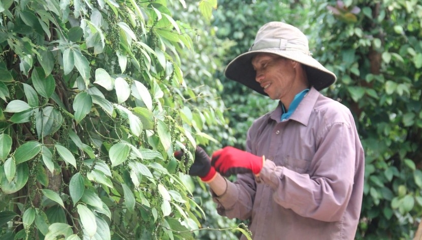  Vietnam’s pepper export revenue in the first half of 2025 increases remarkably thanks to high prices in the global market