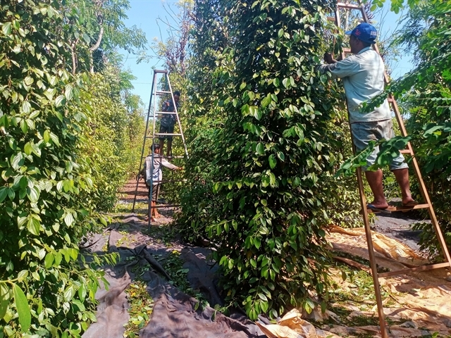 Workers harvest pepper in Dong Nai Province. (VNA/VNS Photo)