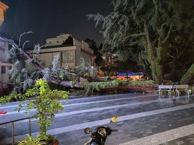 Thunderstorms toppled trees in Phu Quoc on the night of July 20. Local authorities have instructed tour operators to stop inter-island boat tours until storm Wipha blows over to ensure tourists’ safety. (Photo: nld.com.vn)