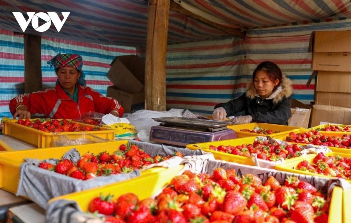 The green agriculture model has brought tangible benefits for farmers, especially those in the highlands