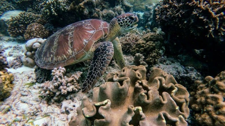 Green sea turtle listed as a critically protected species in Vietnam’s Red Data Book (Photo: Internet)