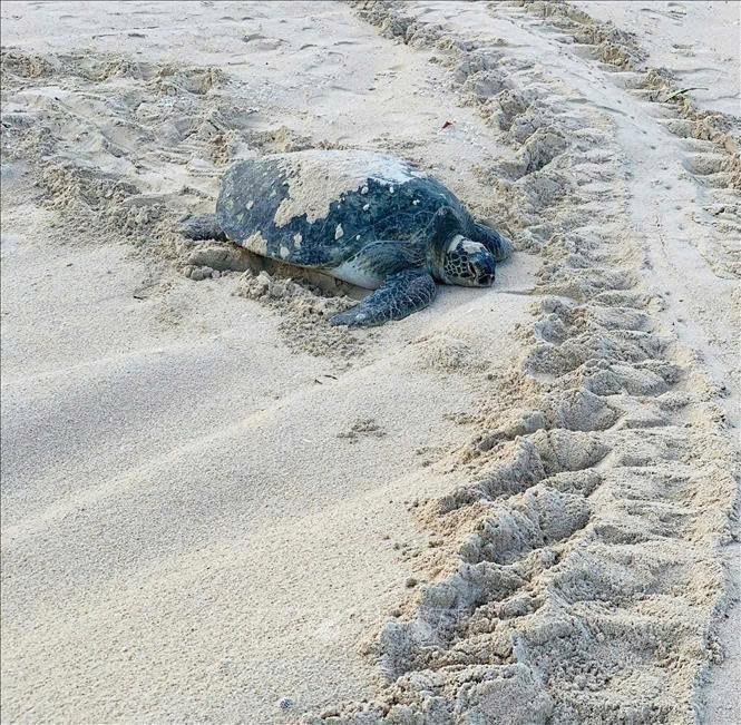 A sea turtle returns to lay eggs on Cau Cang Beach. (Photo: VNA)