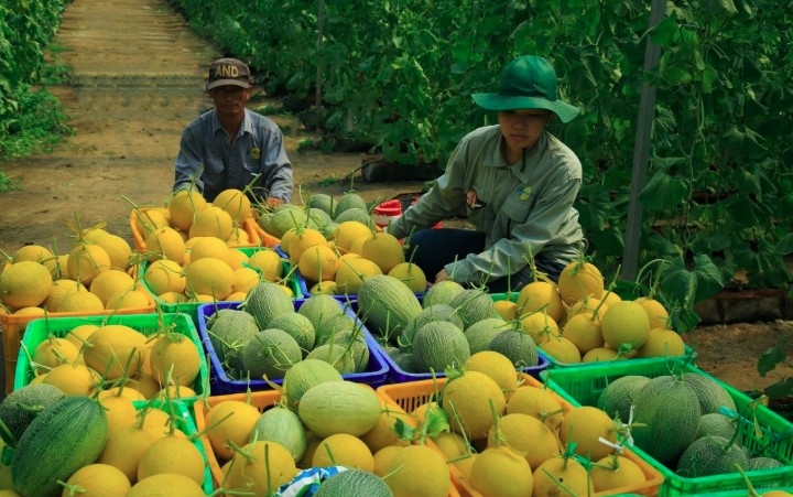 Vietnamese farm produce goes global through e-commerce