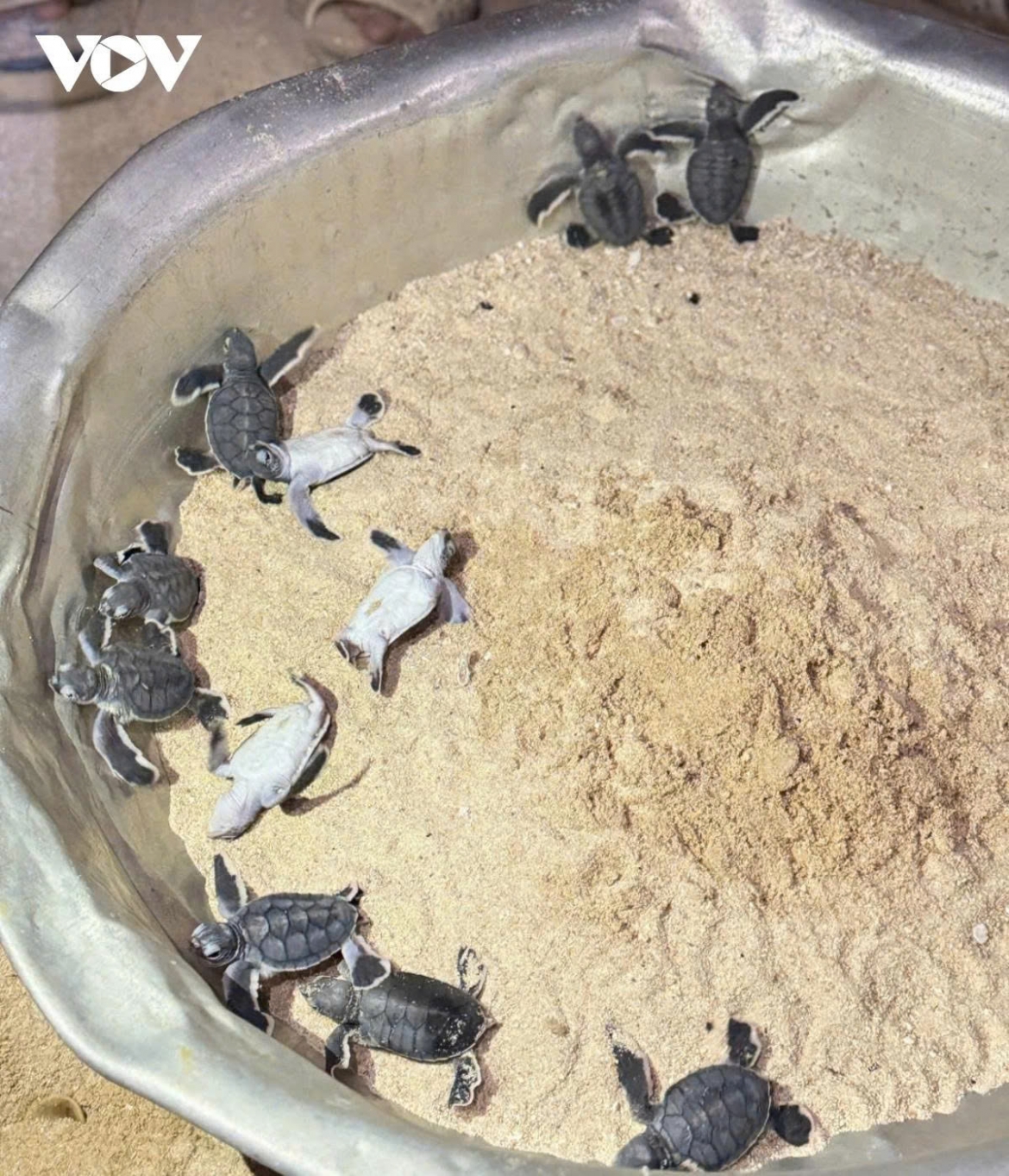 The 11 newly hatched turtles before being released into the wild