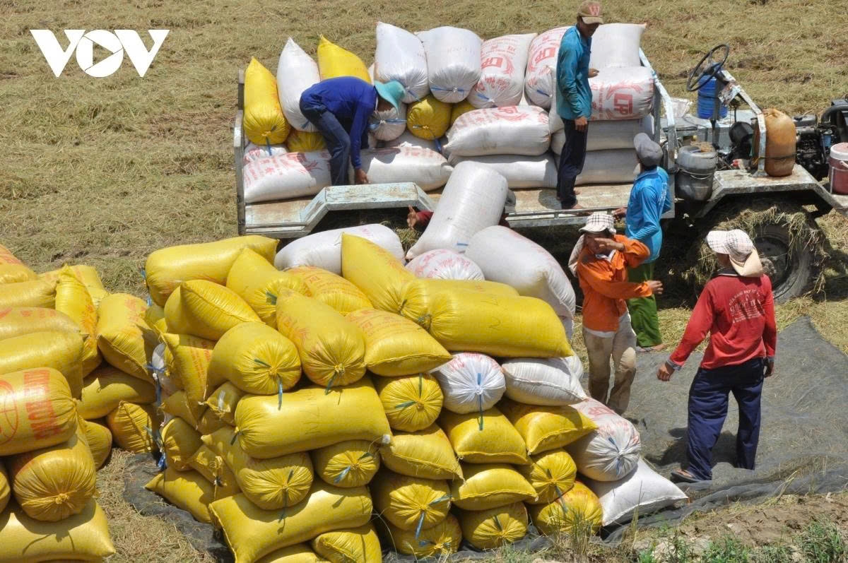 The application of scientific advancements in agricultural production has enabled Vietnam not only to firmly ensure national food security but also to rise to become one of the world’s top three rice-exporting countries.