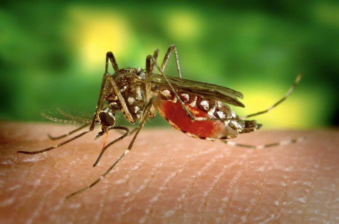 Chikungunya is an acute infectious disease caused by the Chikungunya virus, transmitted through the bite of Aedes mosquitoes. (Photo: nld.com.vn)
