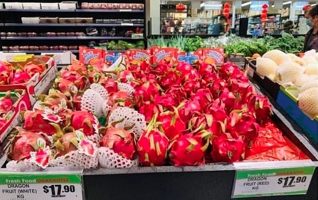 Dragon fruit is one of Vietnam’s key fruit exports to Australia (Photo:cafef.vn)