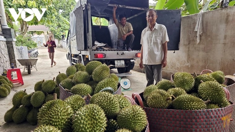 Durian is a Vietnamese export fruit favored by the Chinese market
