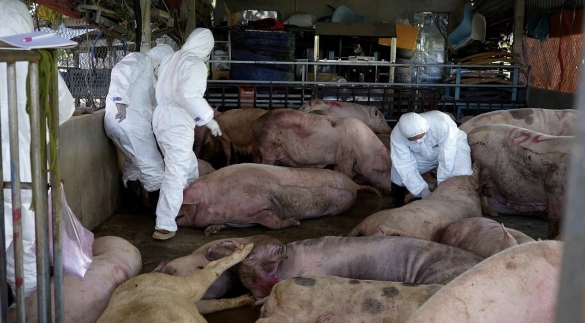 Over 100,000 pigs have died or have been culled due to the ASF outbreak nationwide