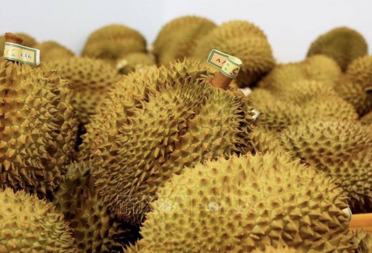 Vietnamese durian for exports (Photo: VNA)