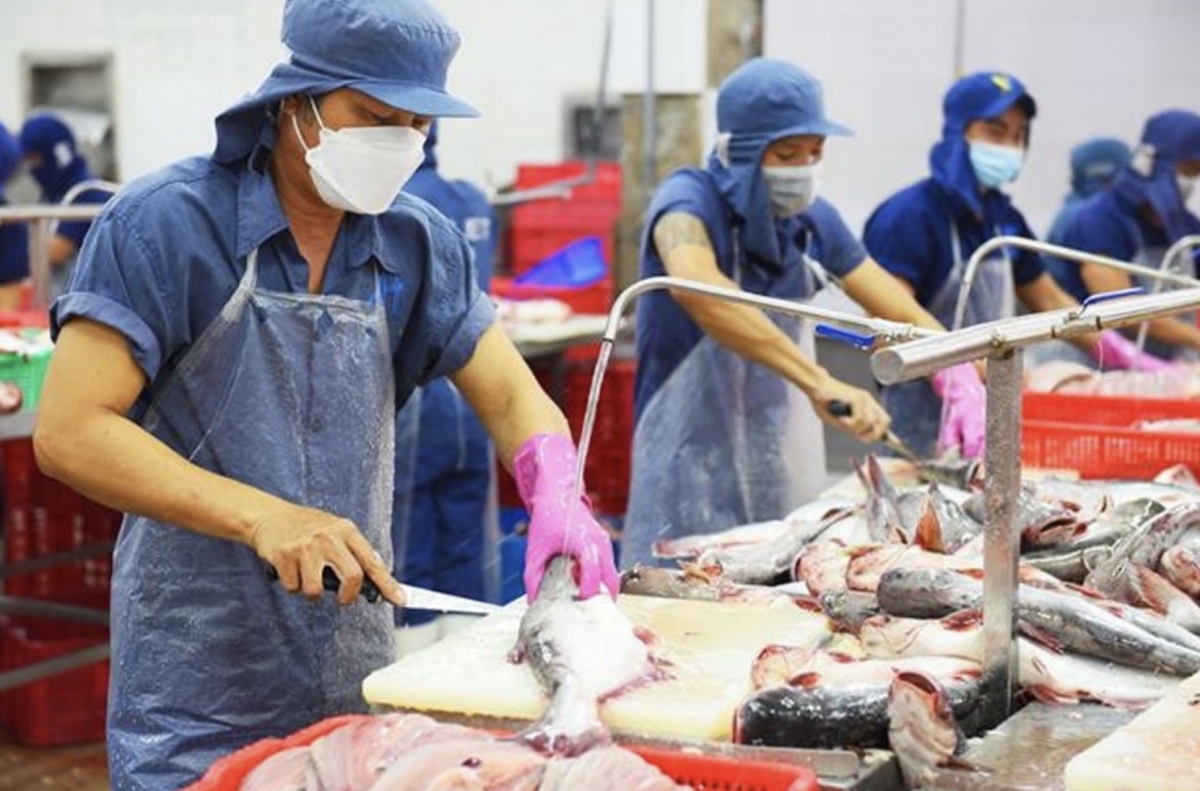 Vietnamese pangasius exports to Brazil surge by 64% over seven months