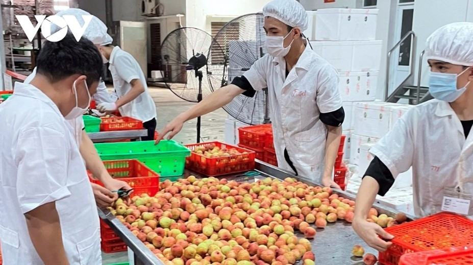 US reciprocal tariff on Vietnamese goods cut from 46% to 20%