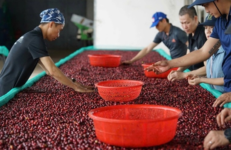 Vietnam exports large volumes of pepper, coffee, and cashew nuts to the US each year.